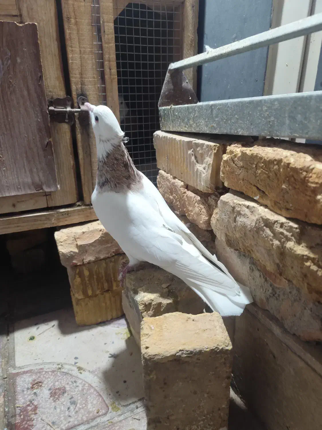 طوقی شازده نربشرط|پرنده|شیراز, طلاب|دیوار