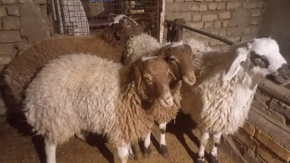 بره نر|حیوانات مزرعه|گلپایگان, |دیوار