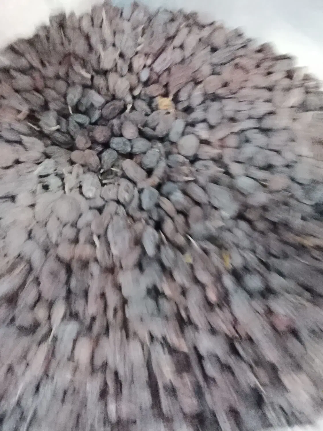 فروش حدود 250 کیلو کشمش بونات|خوردنی و آشامیدنی|شیراز, قلات|دیوار