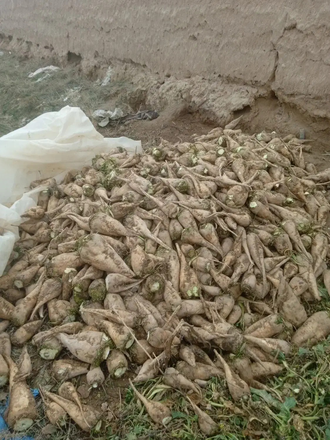 جغندر دامی|لوازم جانبی حیوانات|اسفراین, |دیوار