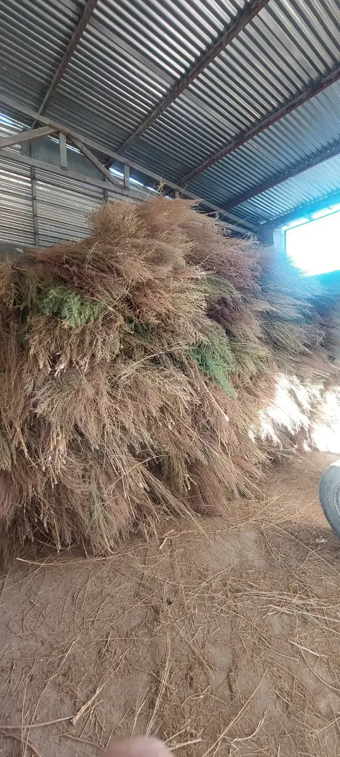 جارو محلی|لوازم نظافت|خرم‌آباد, |دیوار