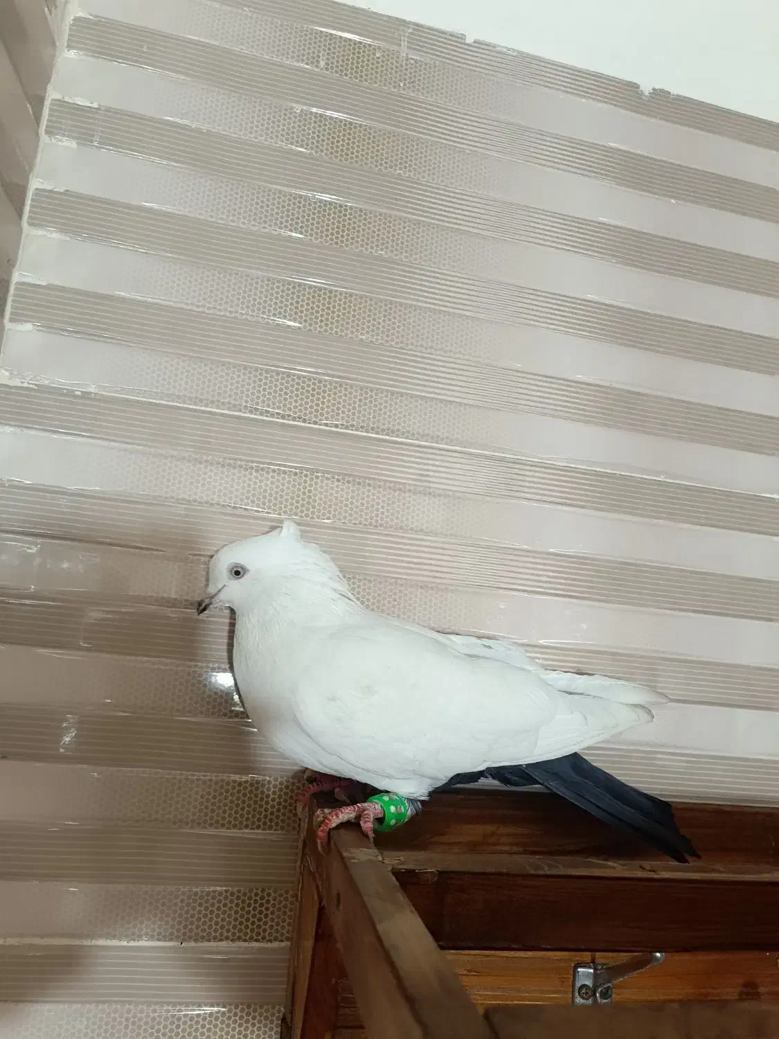 کبوتر|پرنده|دزفول, |دیوار