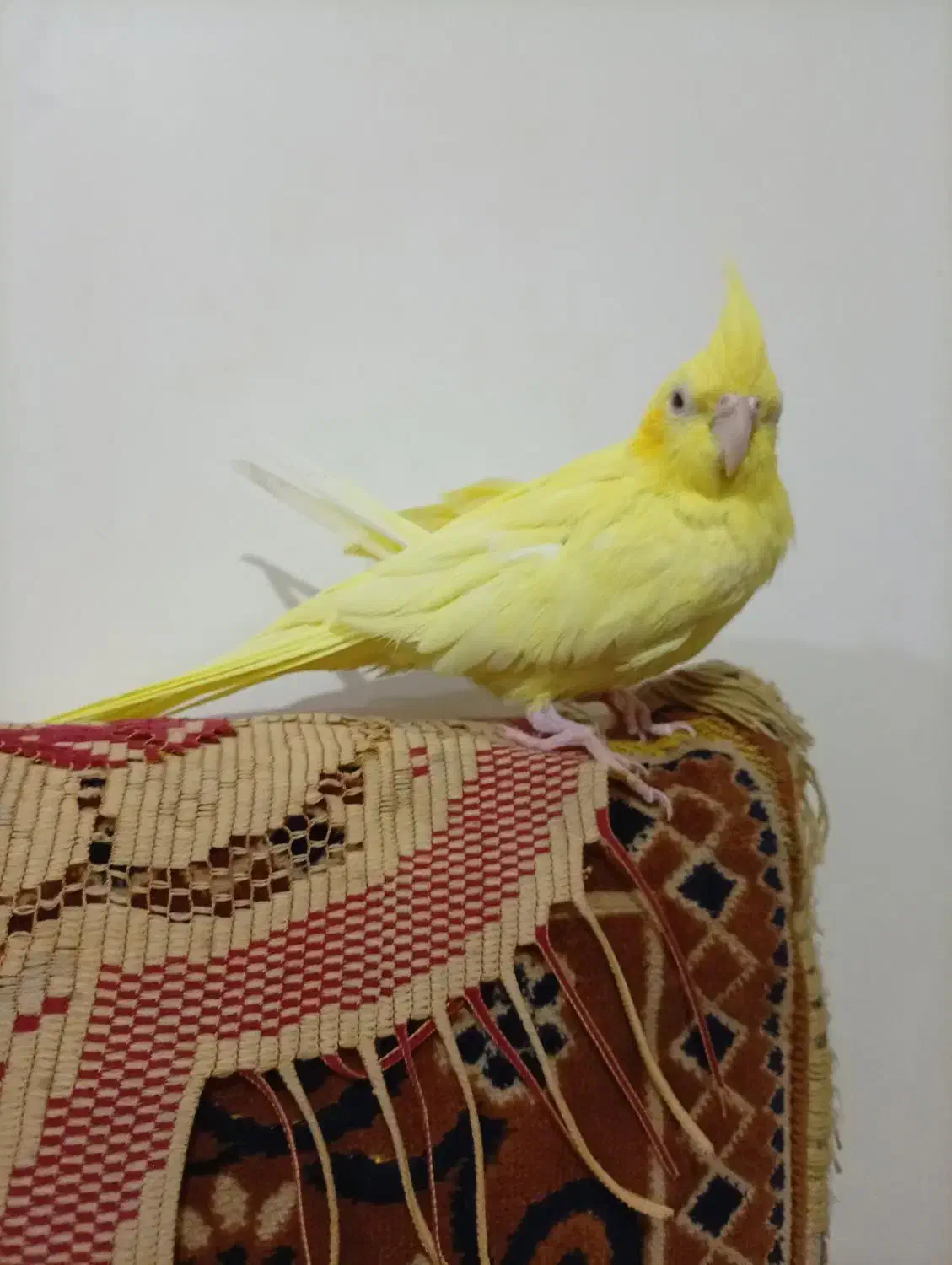 عروس هلندی|پرنده|ایلخچی, |دیوار