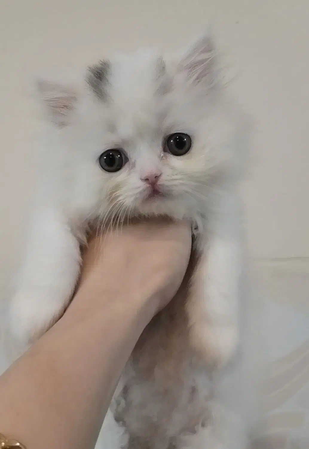 گربه پرشین ماده|گربه|تهران, انبار نفت|دیوار