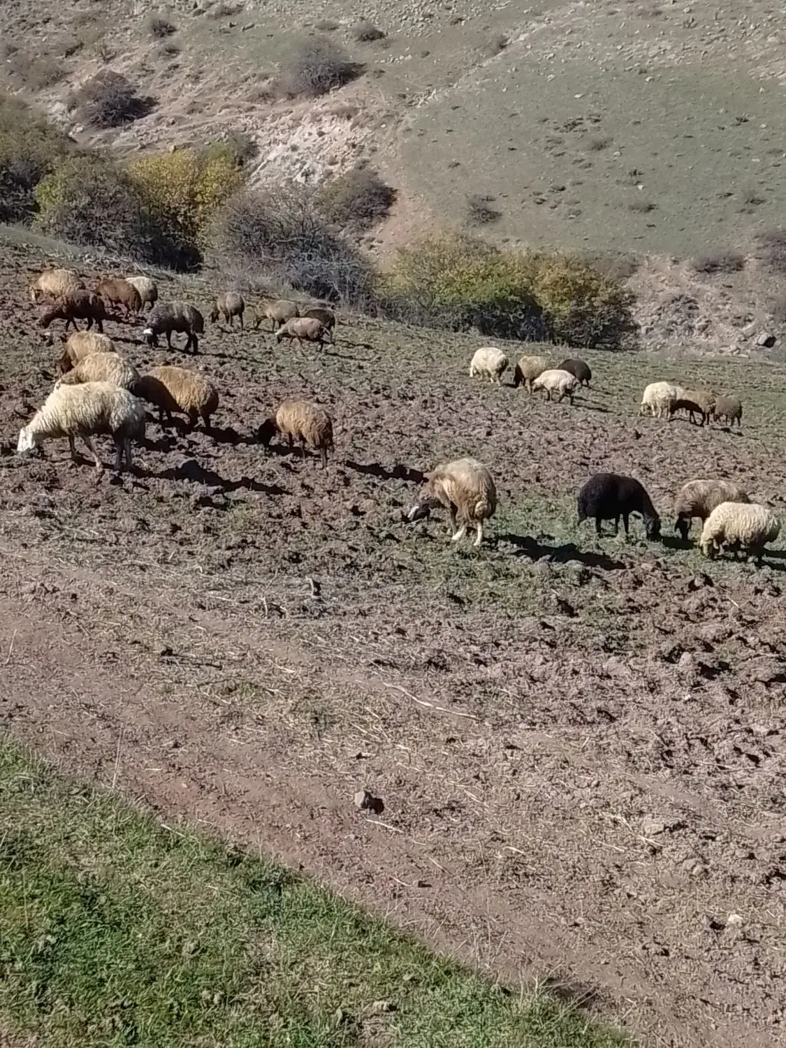 معاوضه اسب با گوسفند|اسب و تجهیزات اسب‌سواری|ثمرین, |دیوار