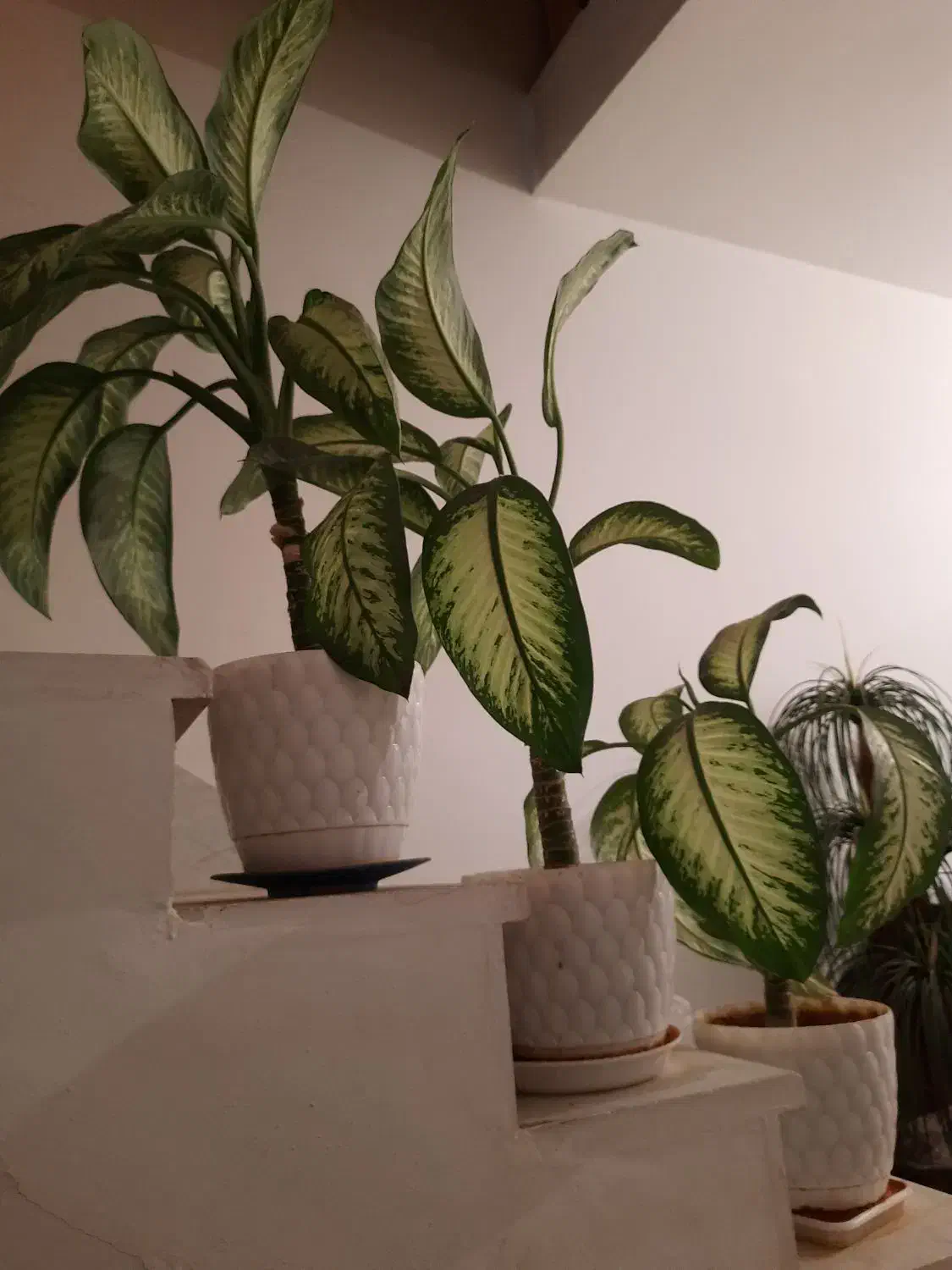 گل طبیعی سالم|گل و گیاه طبیعی|کرمانشاه, |دیوار