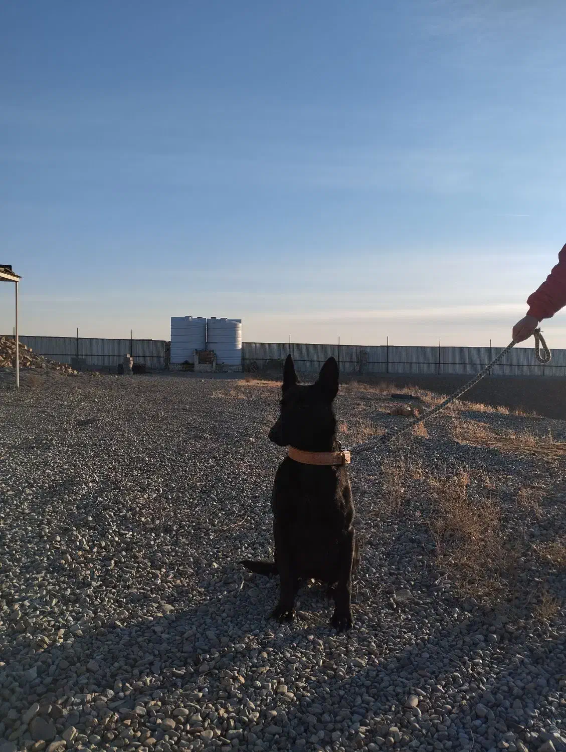 مالینویز بلک اورجینال|سگ|مشکین‌دشت, |دیوار