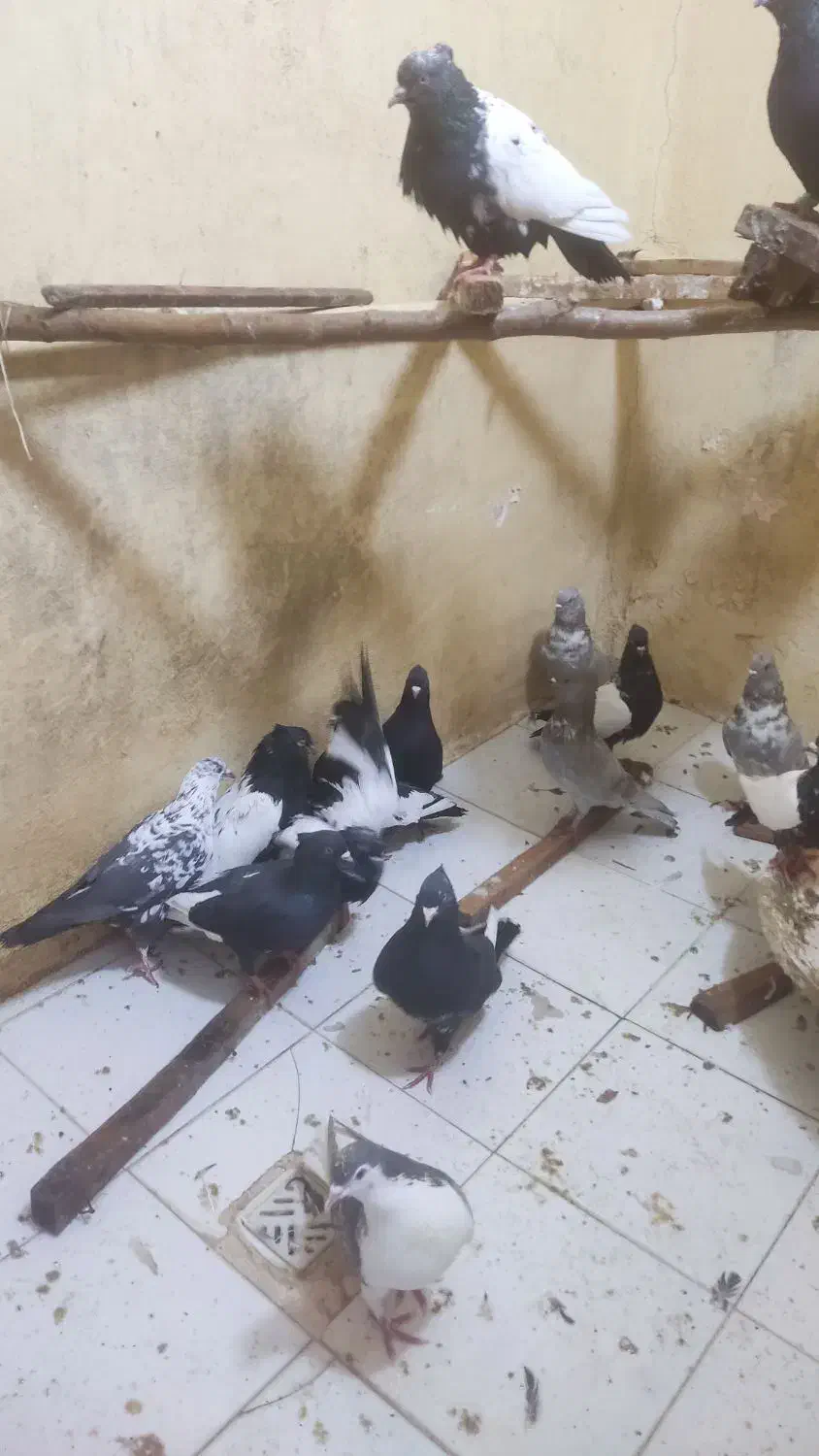 کبوتر|پرنده|زاوه, |دیوار