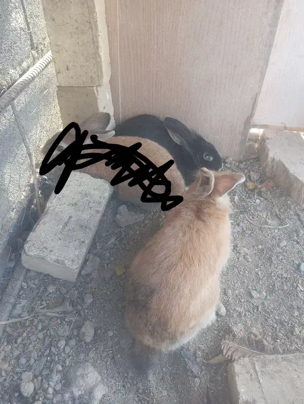 خرگوش|موش و خرگوش|اصفهان, براآن شمالی|دیوار