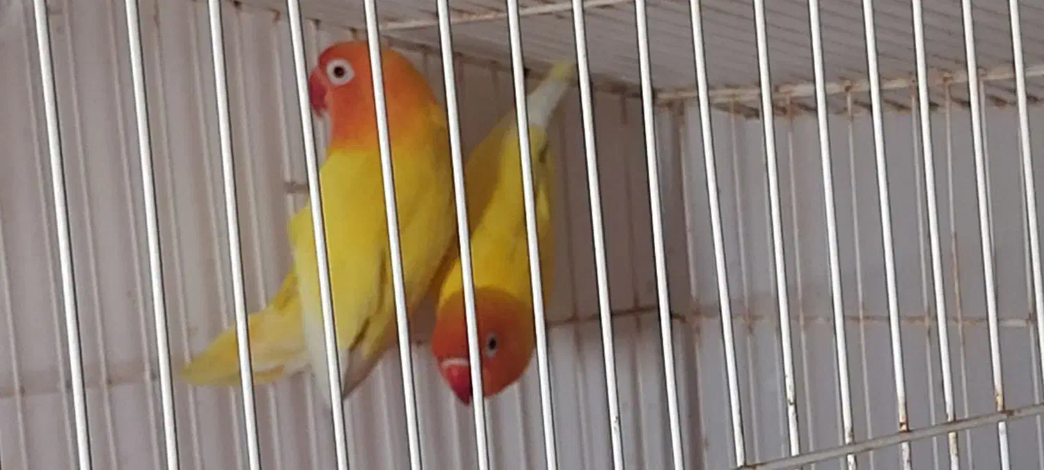 طوطی برزیلی|پرنده|بندر ماهشهر, |دیوار