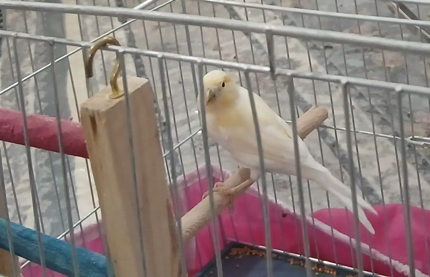 قناری نر|پرنده|کبودرآهنگ, |دیوار