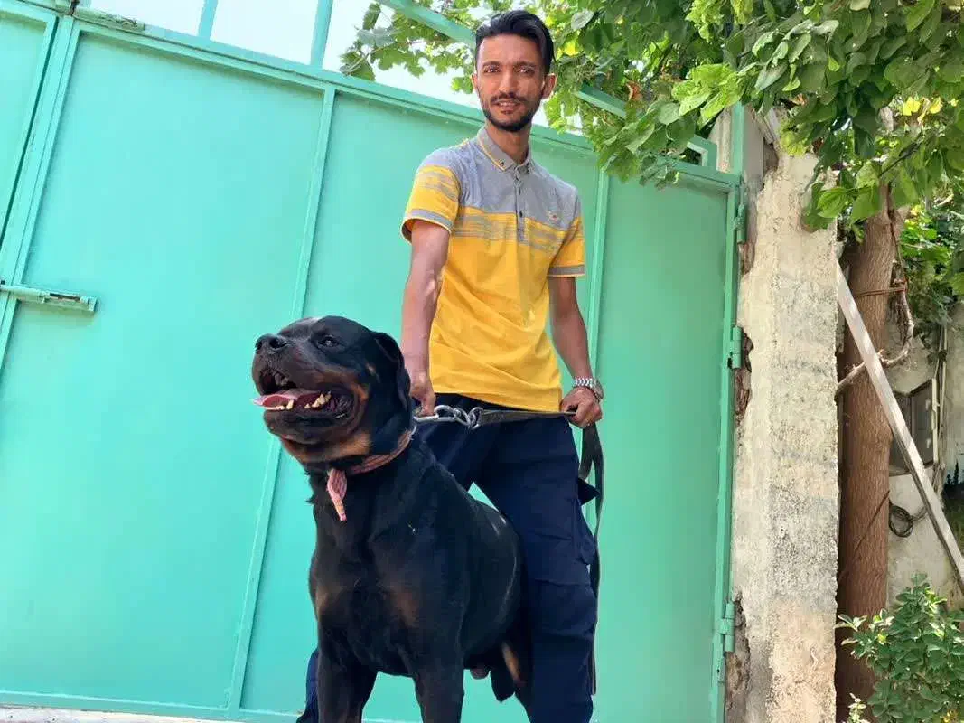 سگ روتوایلر حرفه ای آموزش دار|سگ|تهران, قیطریه|دیوار