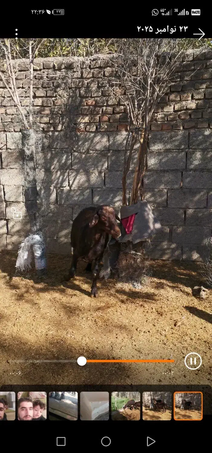 میش  داشتی لخت هیکل|حیوانات مزرعه|خان ببین, |دیوار