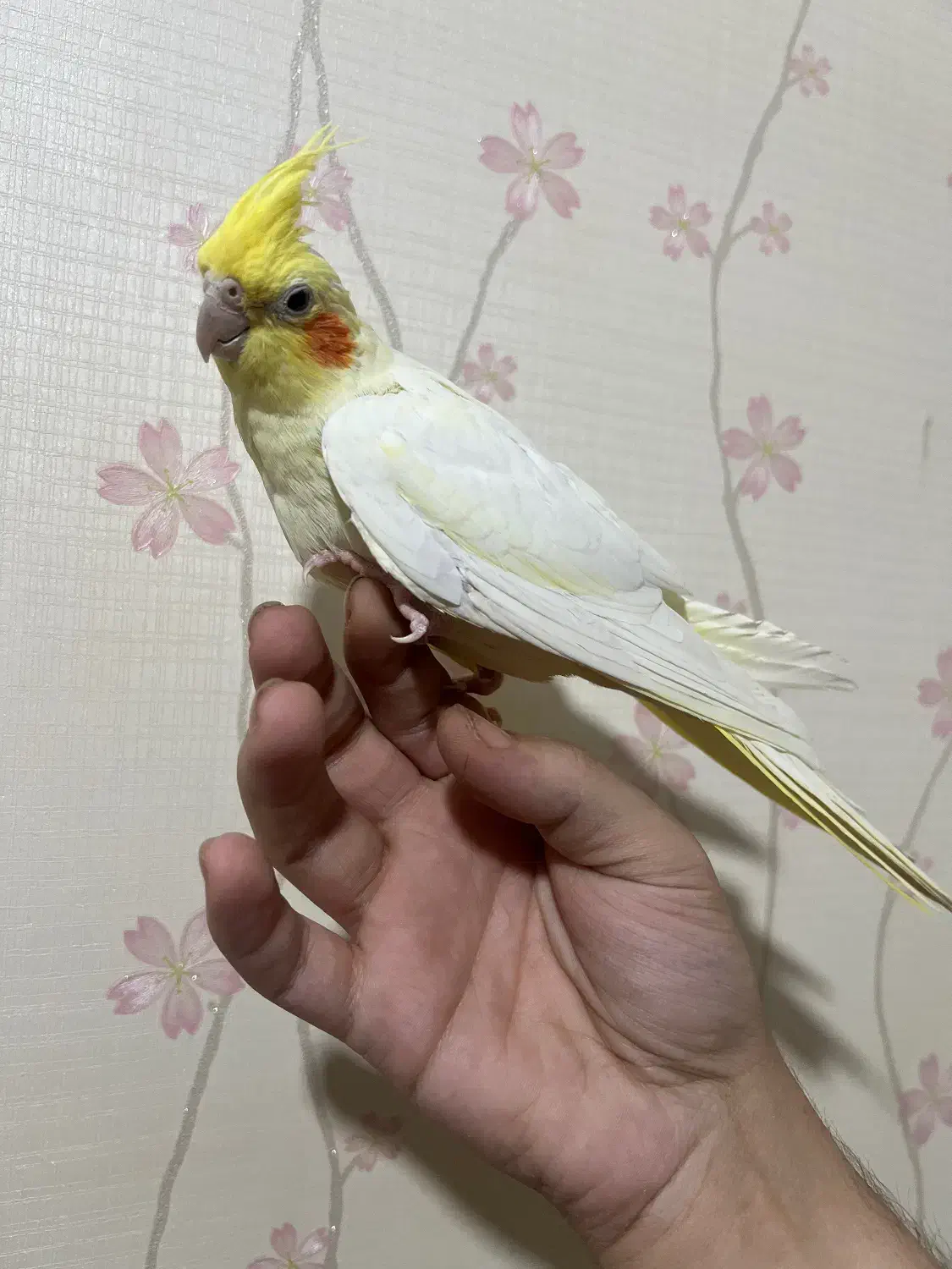 عروس جفت با جوجه|پرنده|قم, شاه سید علی|دیوار