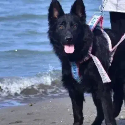 واگذاری سگ (پرورشگاه و سرپناه سگ های خانگی )|سگ|پرند, فاز ۱|دیوار