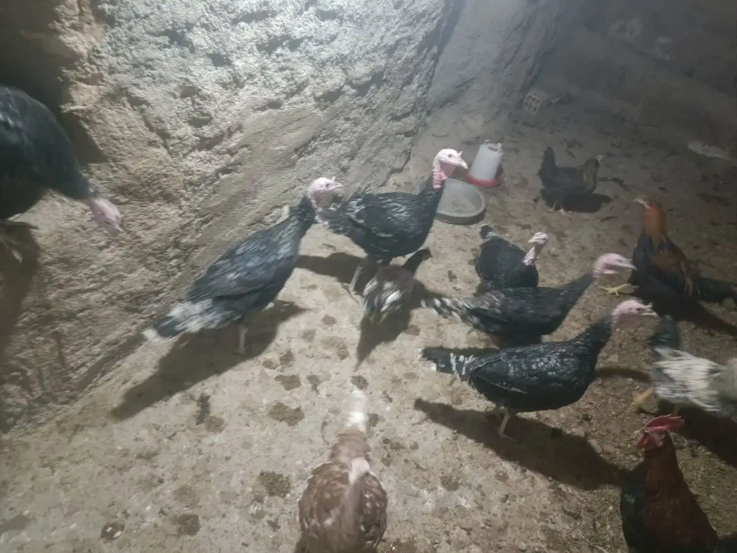 فروش بوقلمون|حیوانات مزرعه|کبودرآهنگ, |دیوار