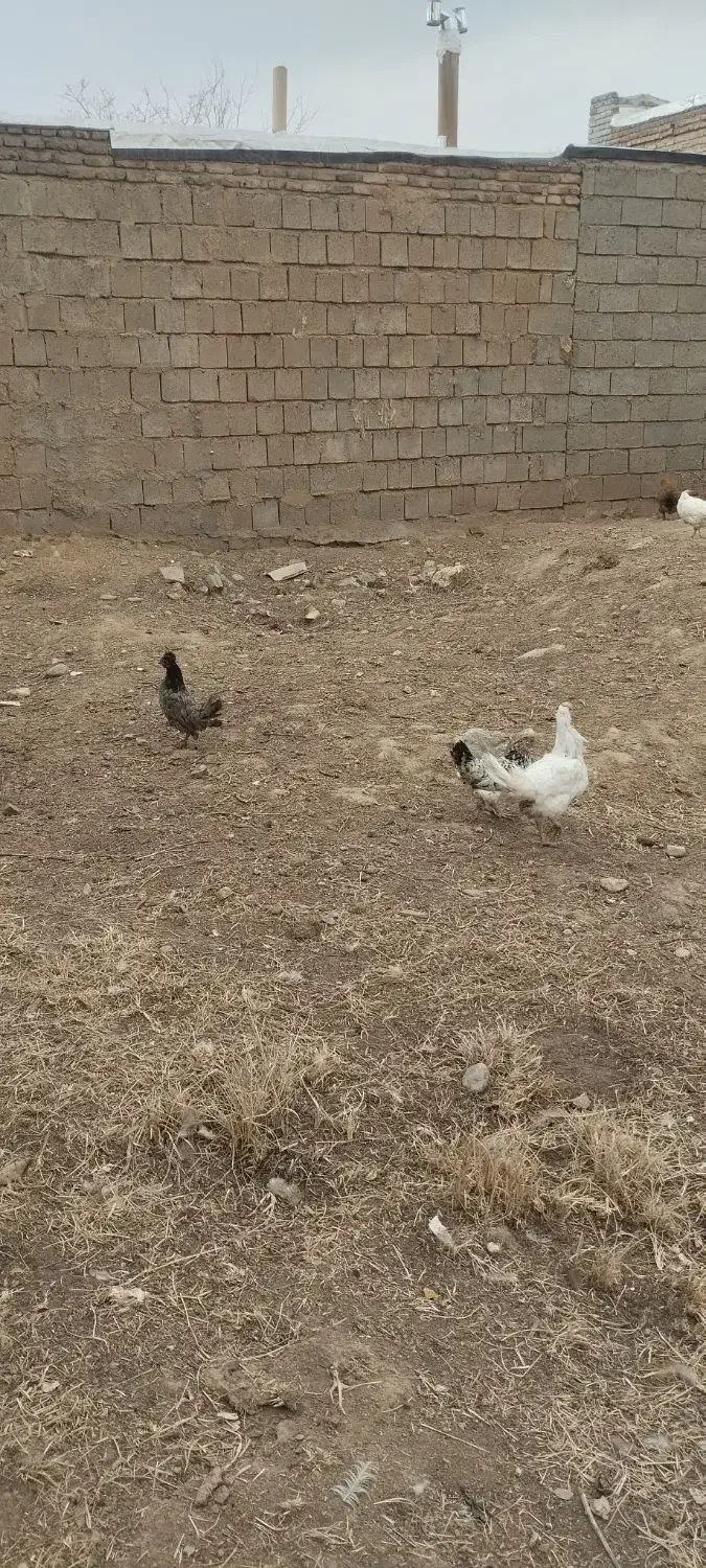 سلام تعداد ۱۱ عدد مرغ کرچ شو|حیوانات مزرعه|شاهین دژ, |دیوار