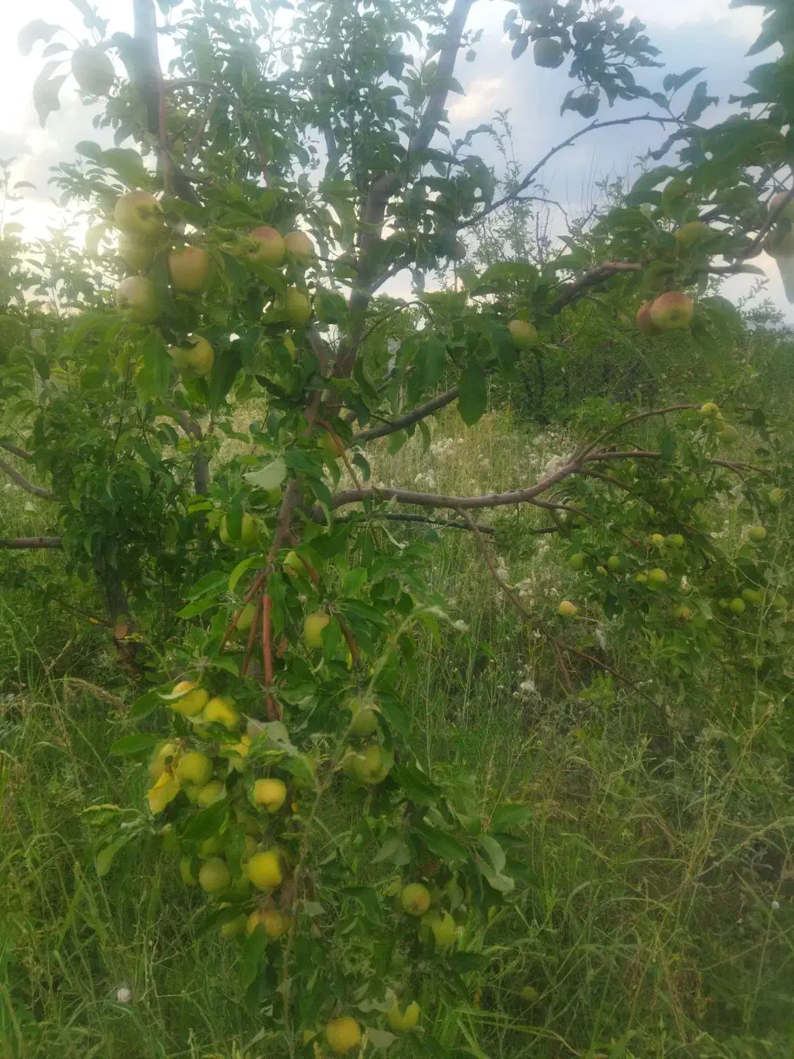 زمین کشاورزی|فروش دفتر صنعتی، کشاورزی، تجاری|شوط, |دیوار