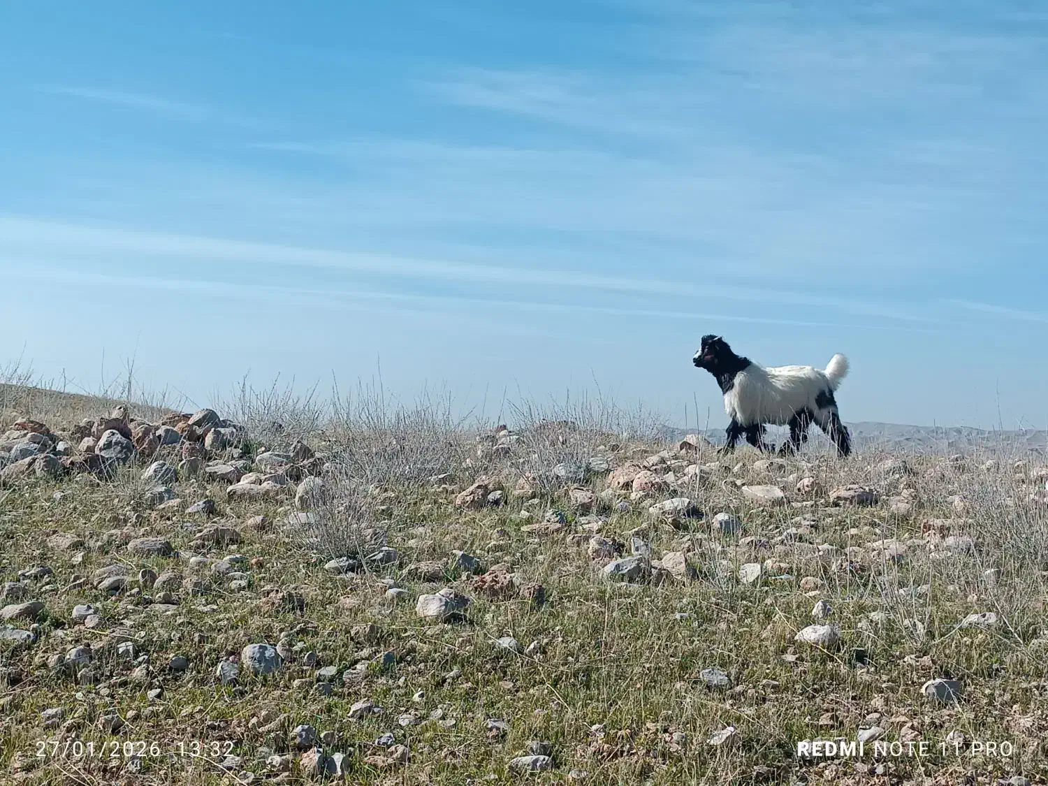 بزدرجه یک|حیوانات مزرعه|گتوند, |دیوار