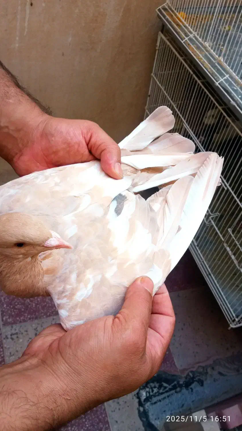 کبوتر|پرنده|کازرون, |دیوار