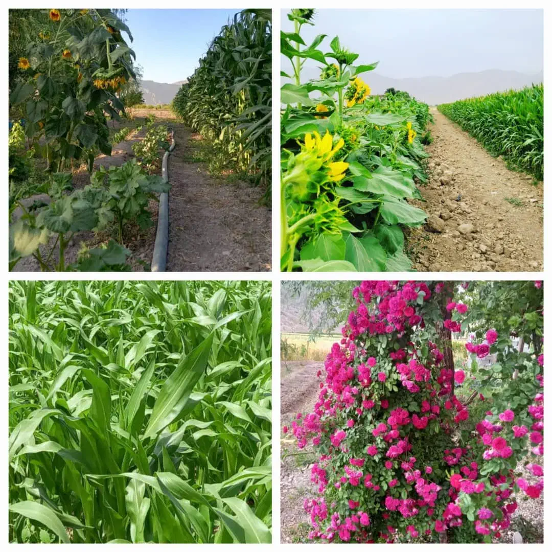 ۲۰۰۰متر باغ|فروش زمین و ملک کلنگی|سیدان, |دیوار