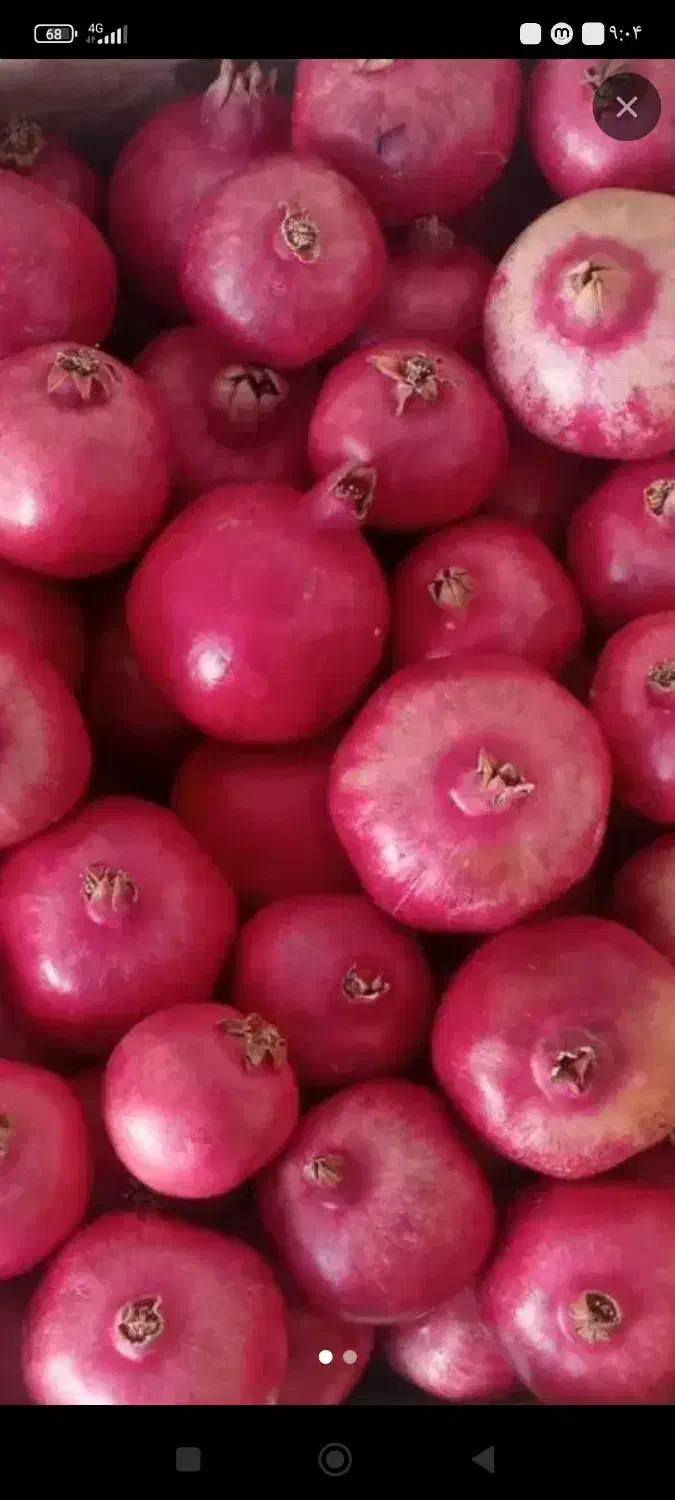 انار رباب|عمده‌فروشی|فسا, |دیوار