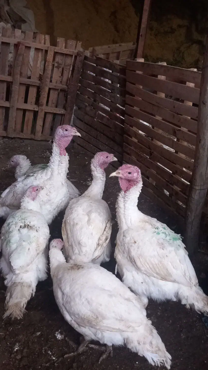 بوقلمون|حیوانات مزرعه|دهگلان, |دیوار