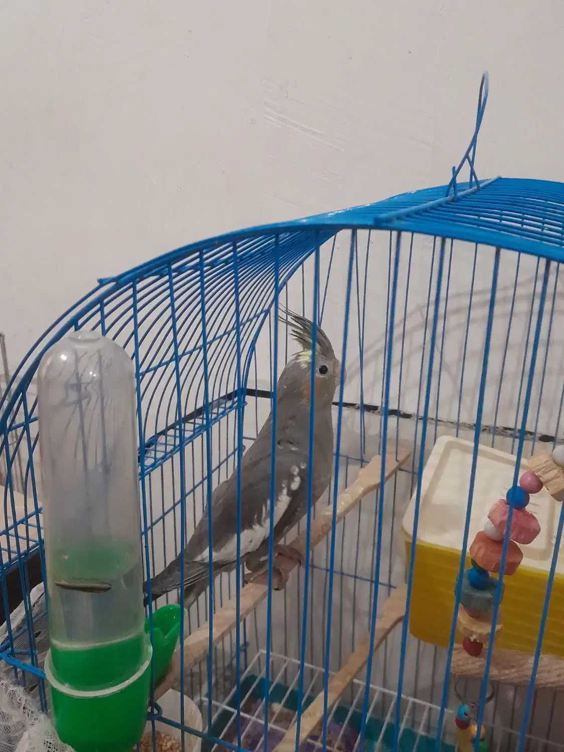 عروس هلندی|پرنده|انزل, |دیوار