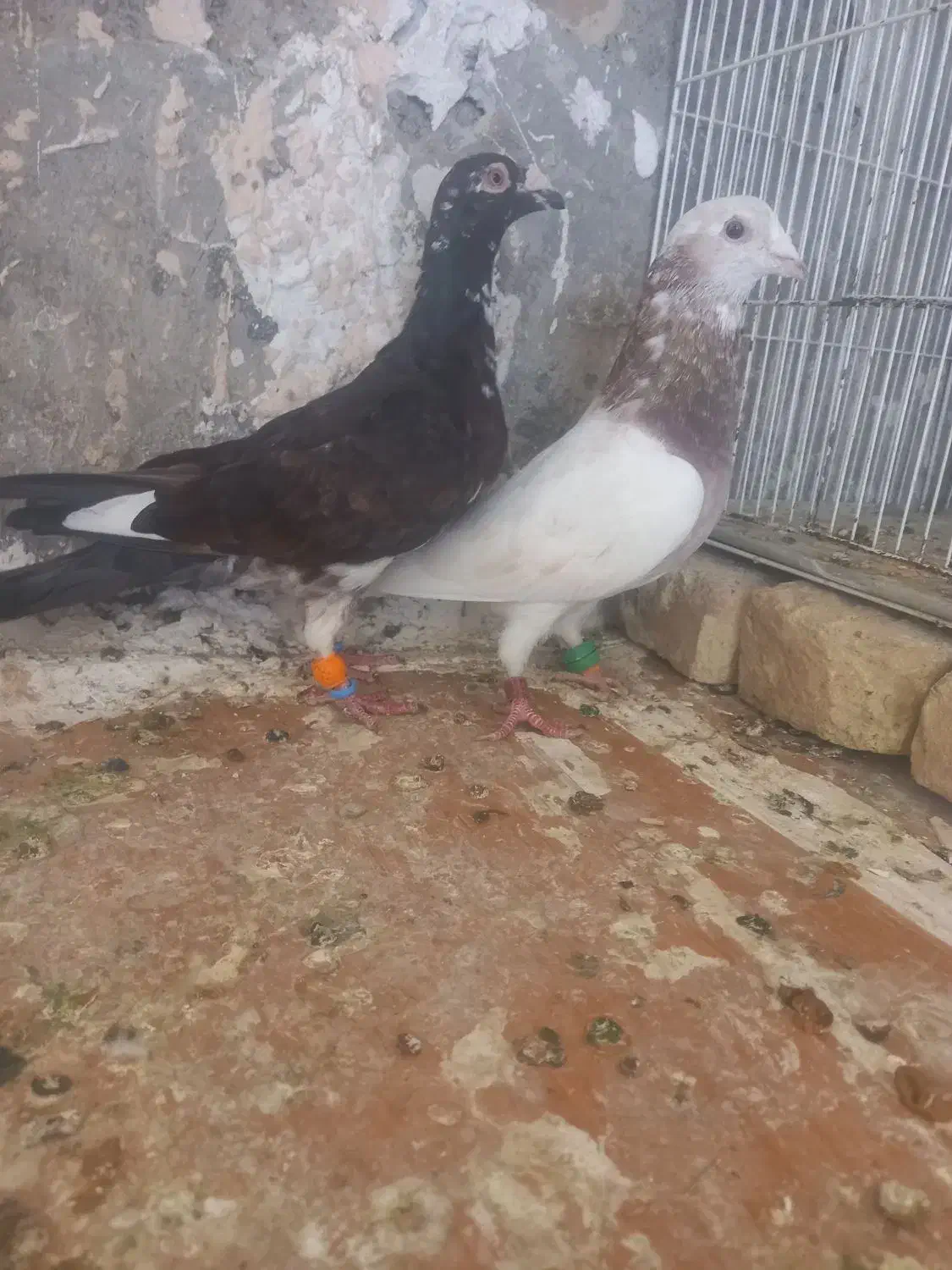 کفتر|پرنده|تربت‌حیدریه, ۴۵ متری|دیوار
