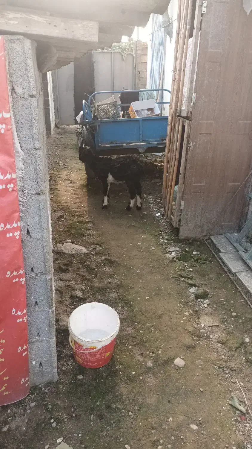 بزغاله بز ترکمن قوچ نر|حیوانات مزرعه|دابودشت, |دیوار