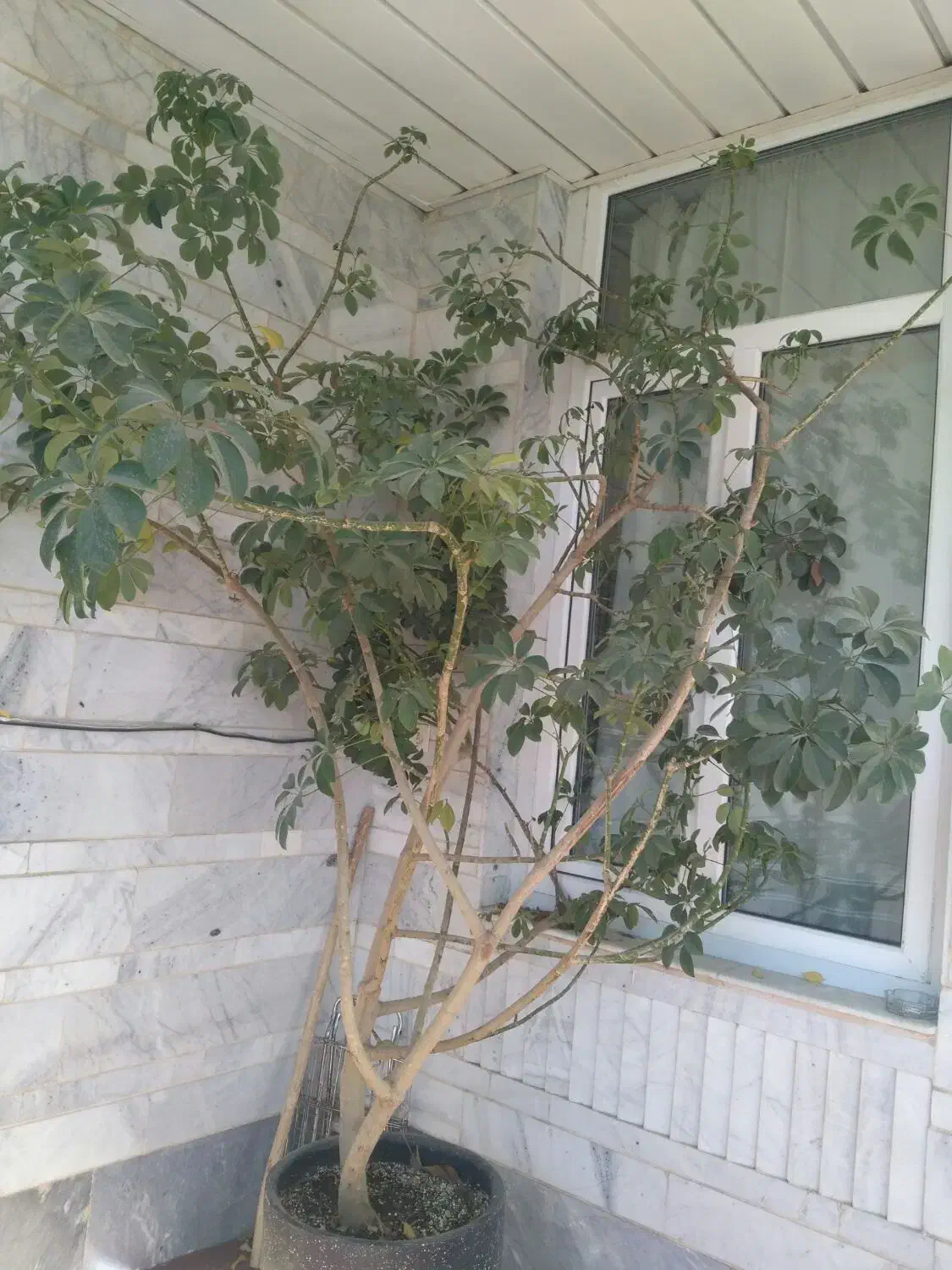 گل شفلرا فروشی|گل و گیاه طبیعی|زنجان, |دیوار