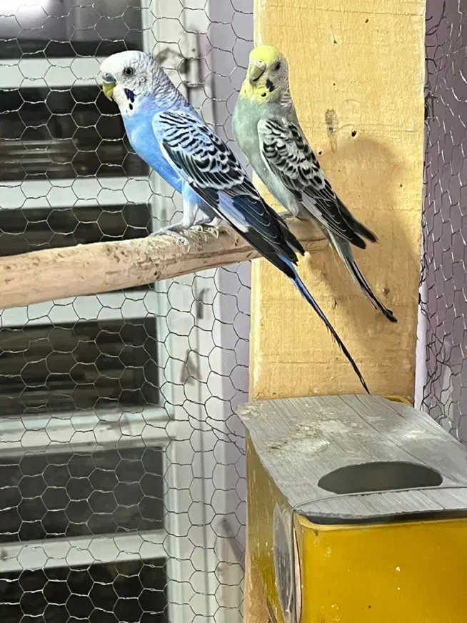 مرغ عشق|پرنده|سیرجان, |دیوار