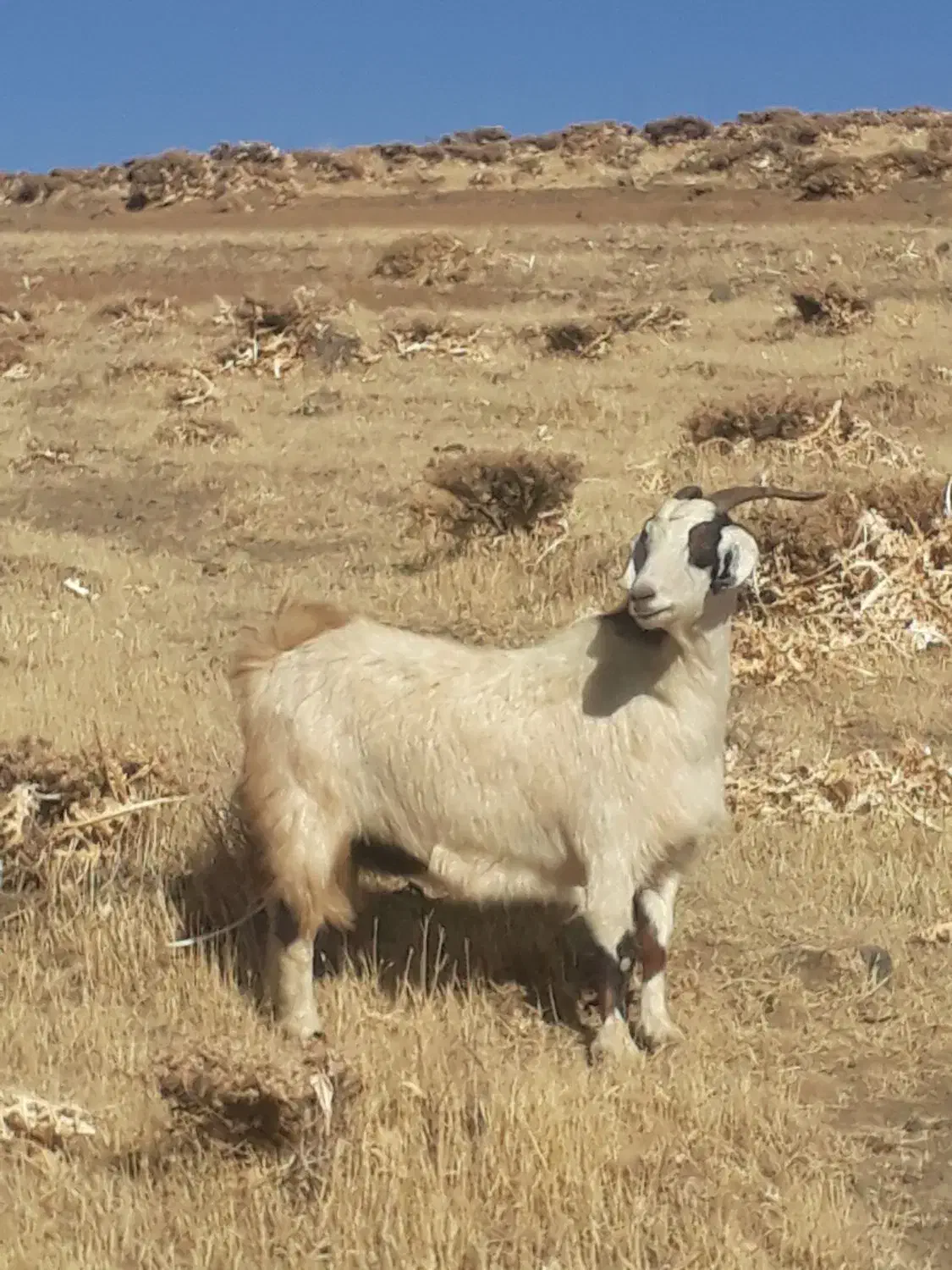 دو‌راس‌بز‌خارجی‌دو‌قلوزا|حیوانات مزرعه|حسین آباد, |دیوار
