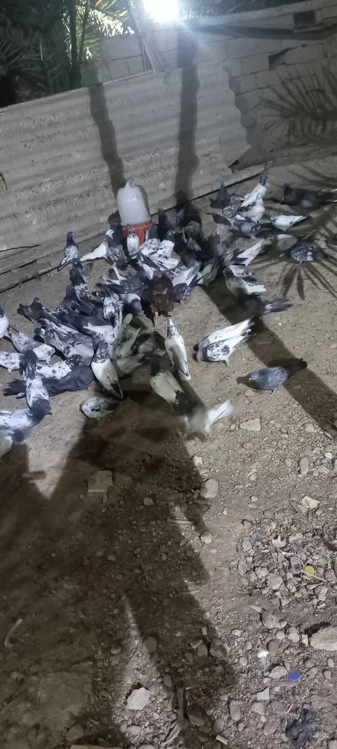 فروش کبوتر پاکستانی|پرنده|بندر ماهشهر, |دیوار