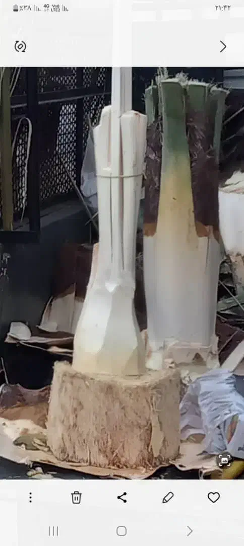 قطع نخل ودرخت درباغ ومنزل|خدمات باغبانی و درختکاری|جهرم, |دیوار