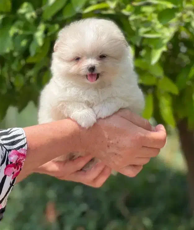 توله لیوانی|سگ|اهواز, آریاشهر|دیوار