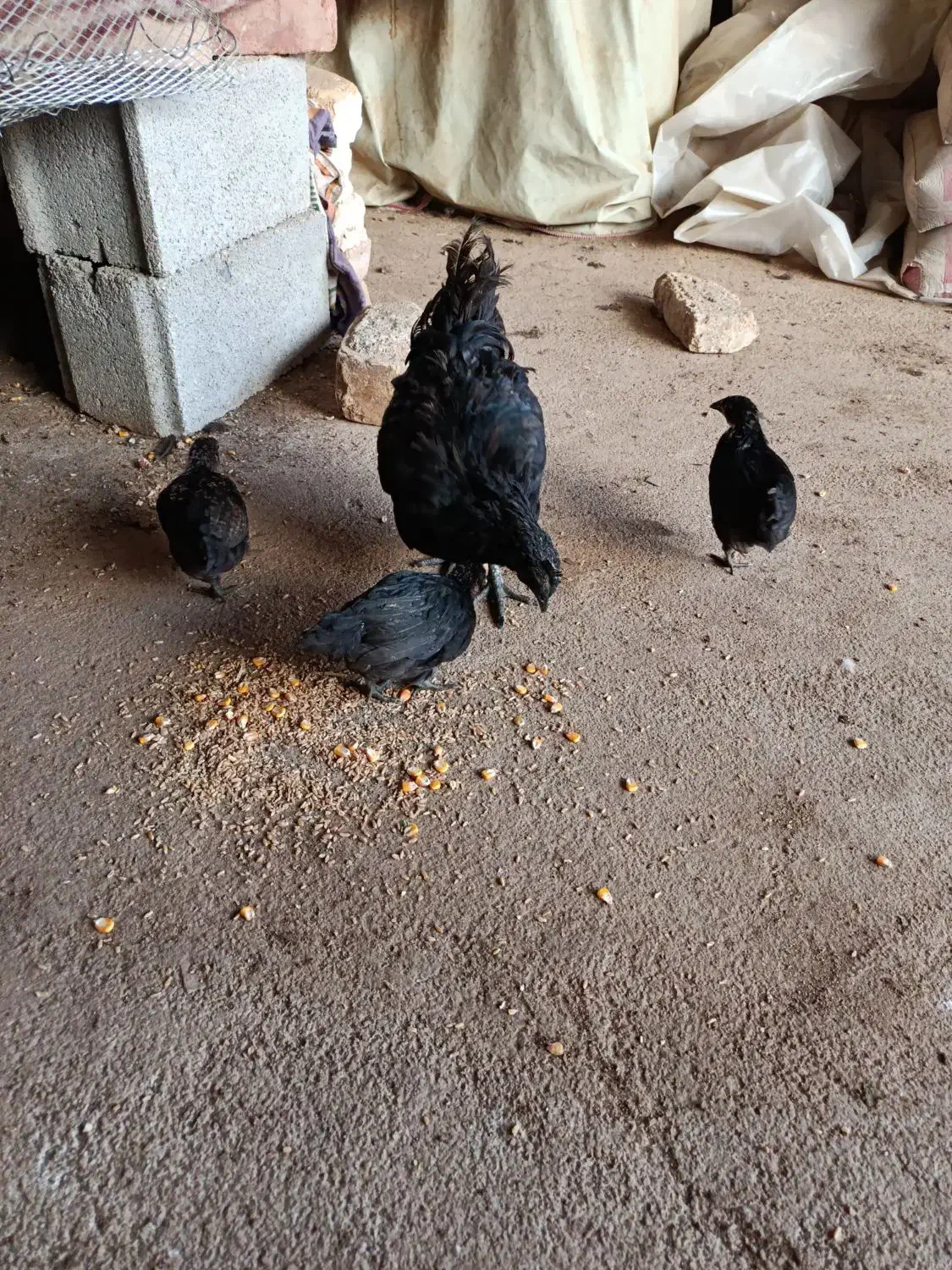 مرغ سیاه وجوجه|حیوانات مزرعه|قلعه شاهین, |دیوار