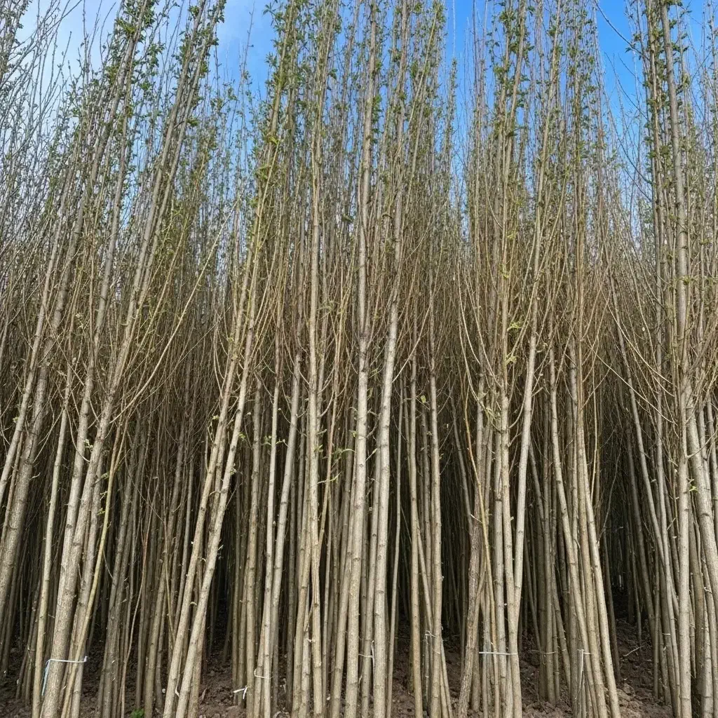 نهال شال صادراتی با ریشه قوی و آماده کاشت|حراج|کوهدشت, |دیوار