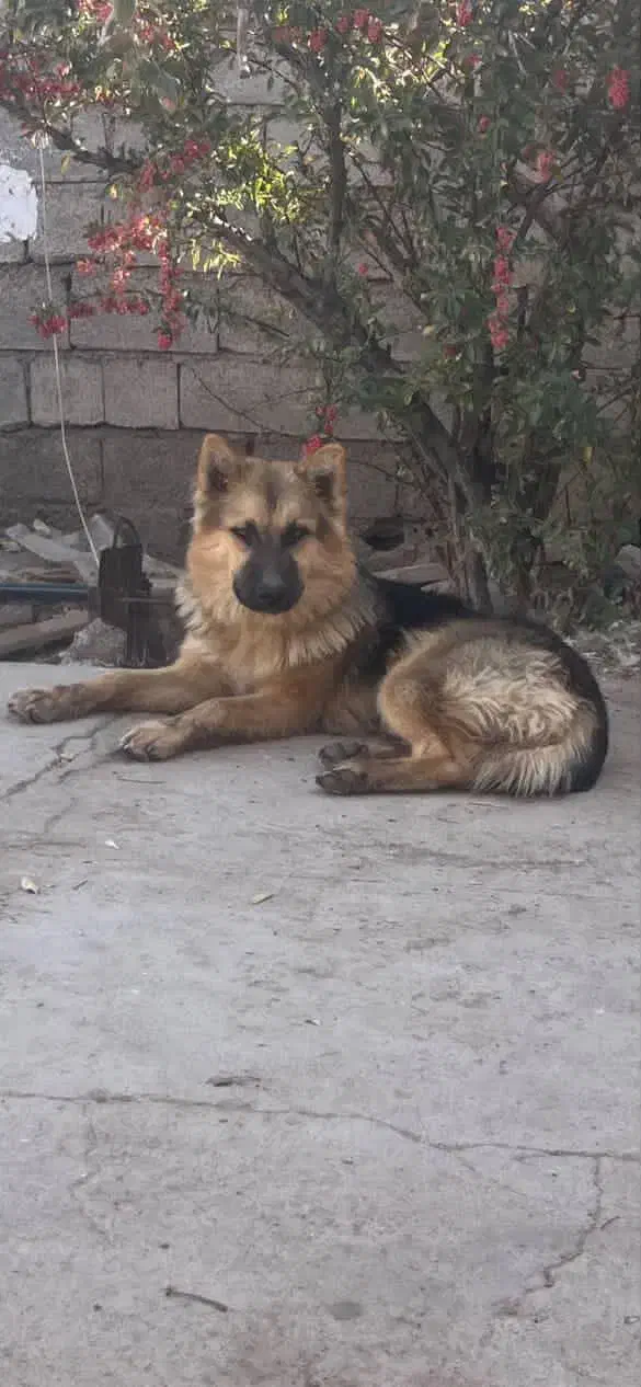 سگ ژرمن|سگ|قائن, |دیوار