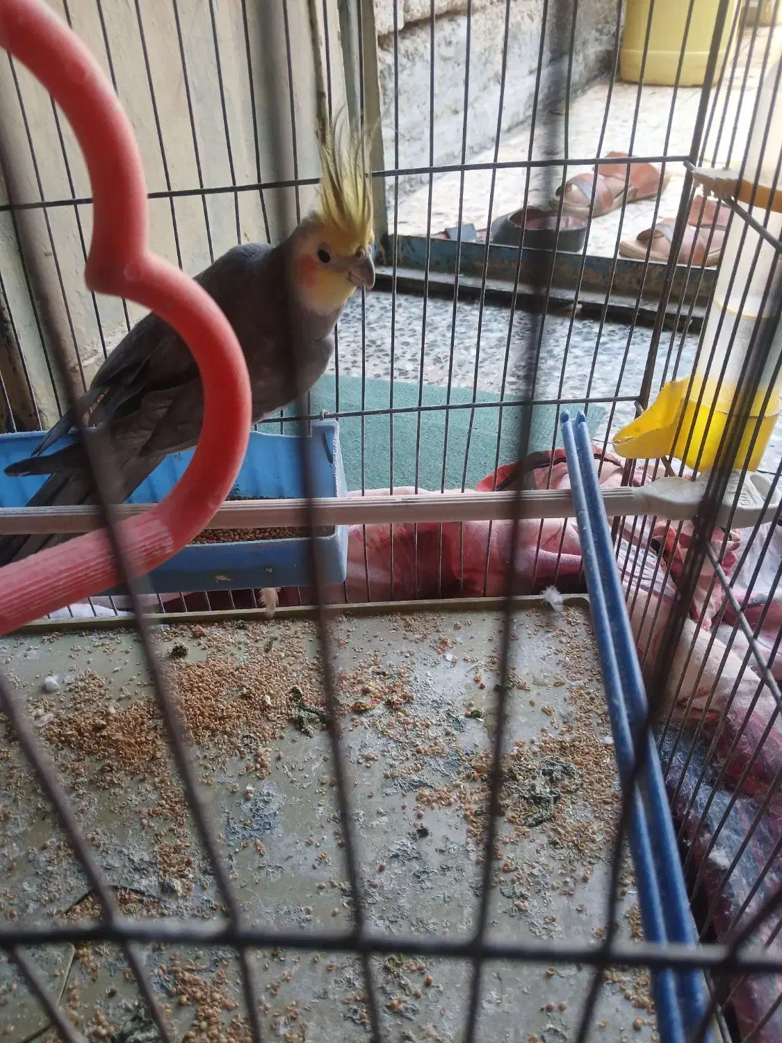 یک عدد عروس پاریس نره برای فروشی|پرنده|کارون, |دیوار