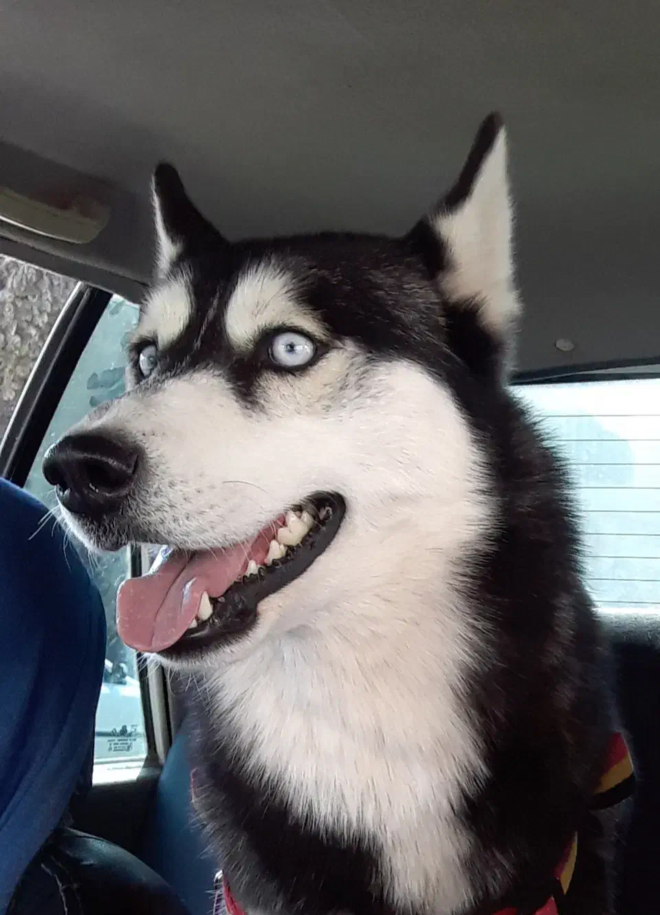 سگ هاسکی اصیل|سگ|کرمان, |دیوار