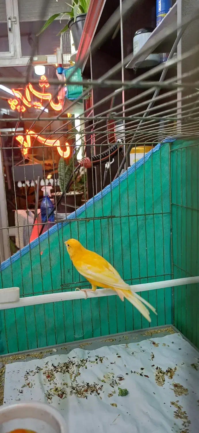 قناری نر قرمز|پرنده|اردبیل, |دیوار