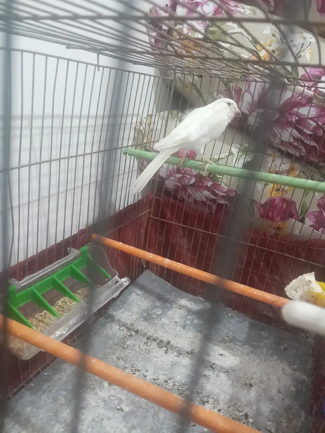 قناری3عدد خوش رنگ ویه دست|پرنده|صفادشت, |دیوار