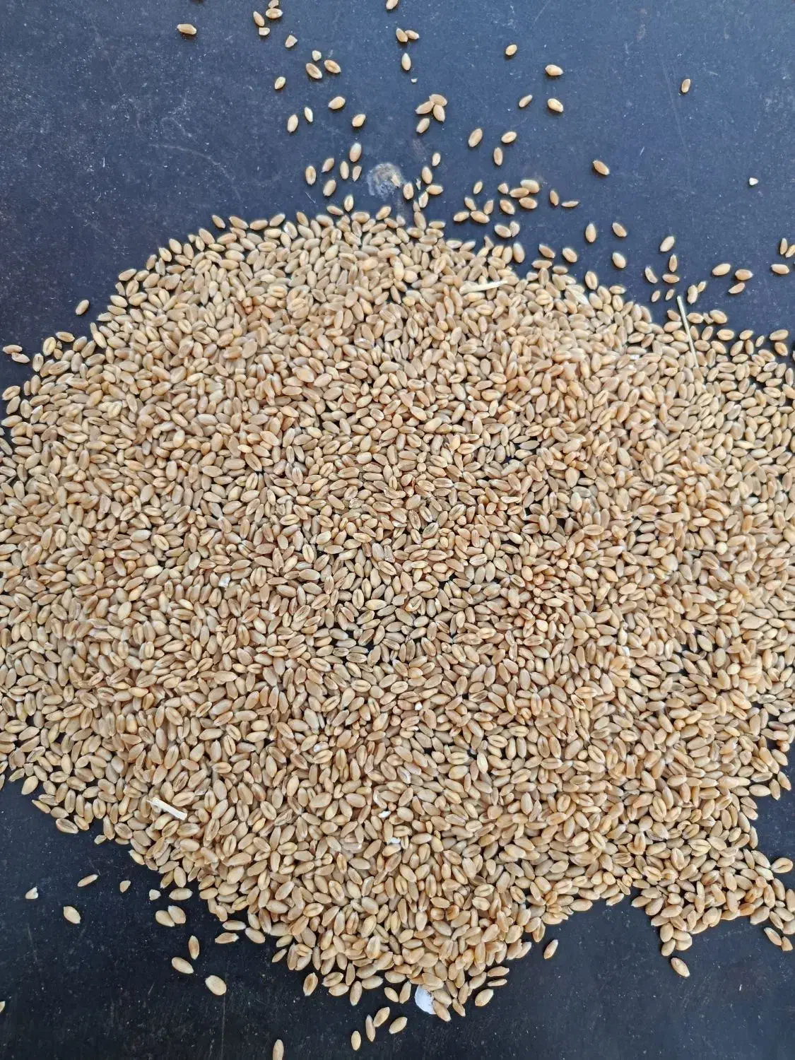 گندم پیشگام بذری|عمدهفروشی|میان جلگه, |دیوار