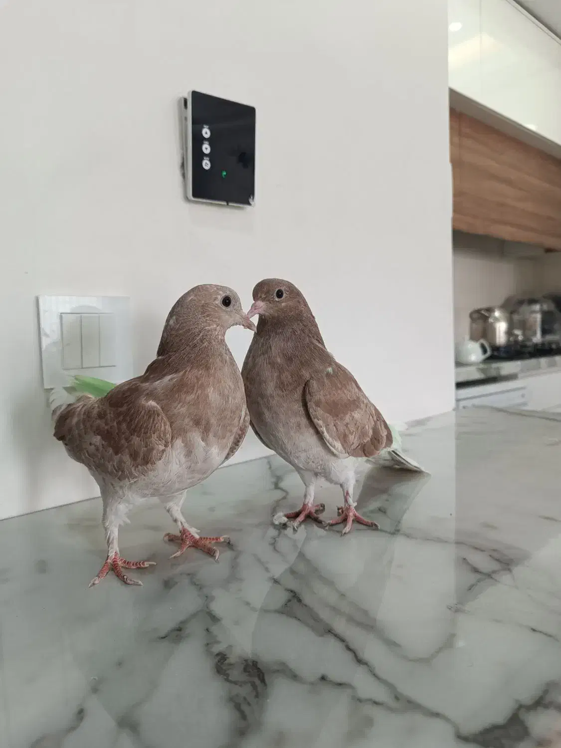 کبوتر پرشی|پرنده|فردیس, شهرک ناز|دیوار