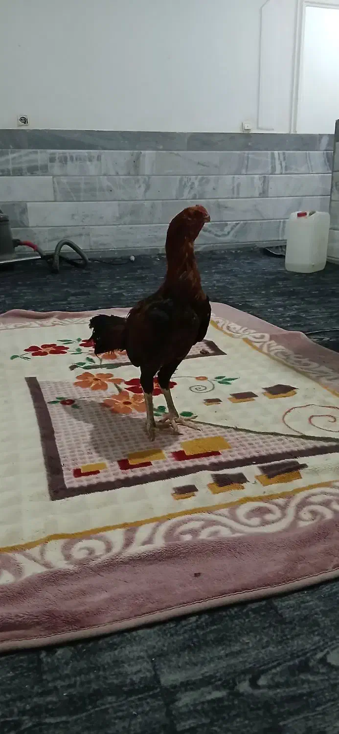 جوجه f13|حیوانات مزرعه|سرخس, |دیوار