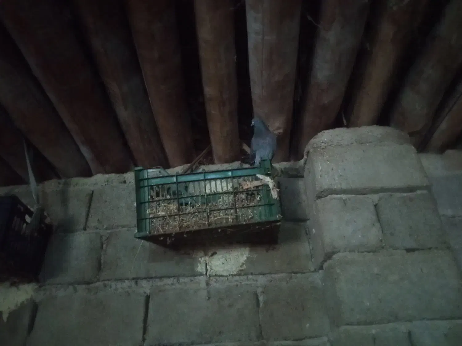 کبوتر|پرنده|میانه, |دیوار