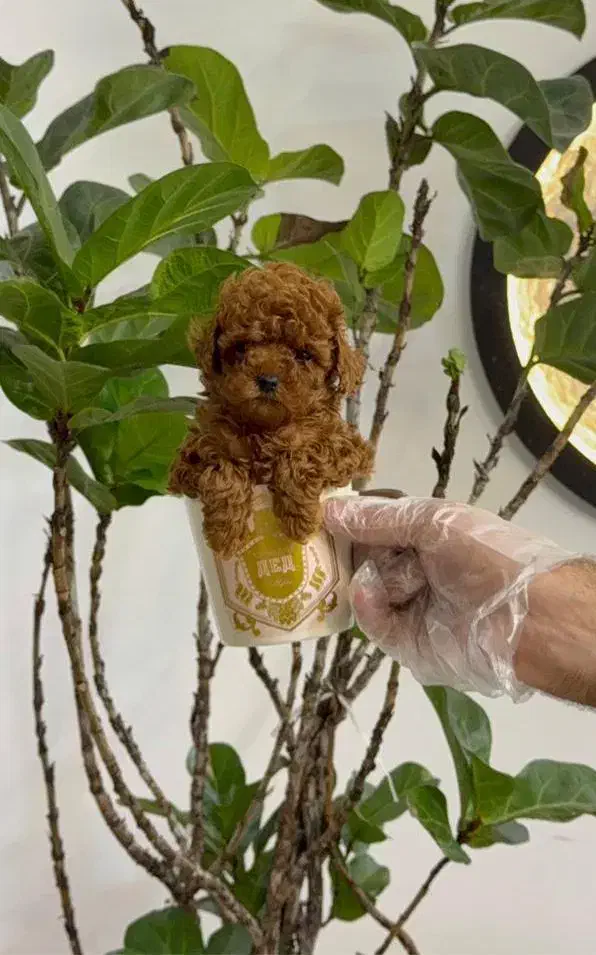 سگ توله پودل تاینی پودل دارک رد ۸۰ روز|سگ|تهران, ایوانک|دیوار