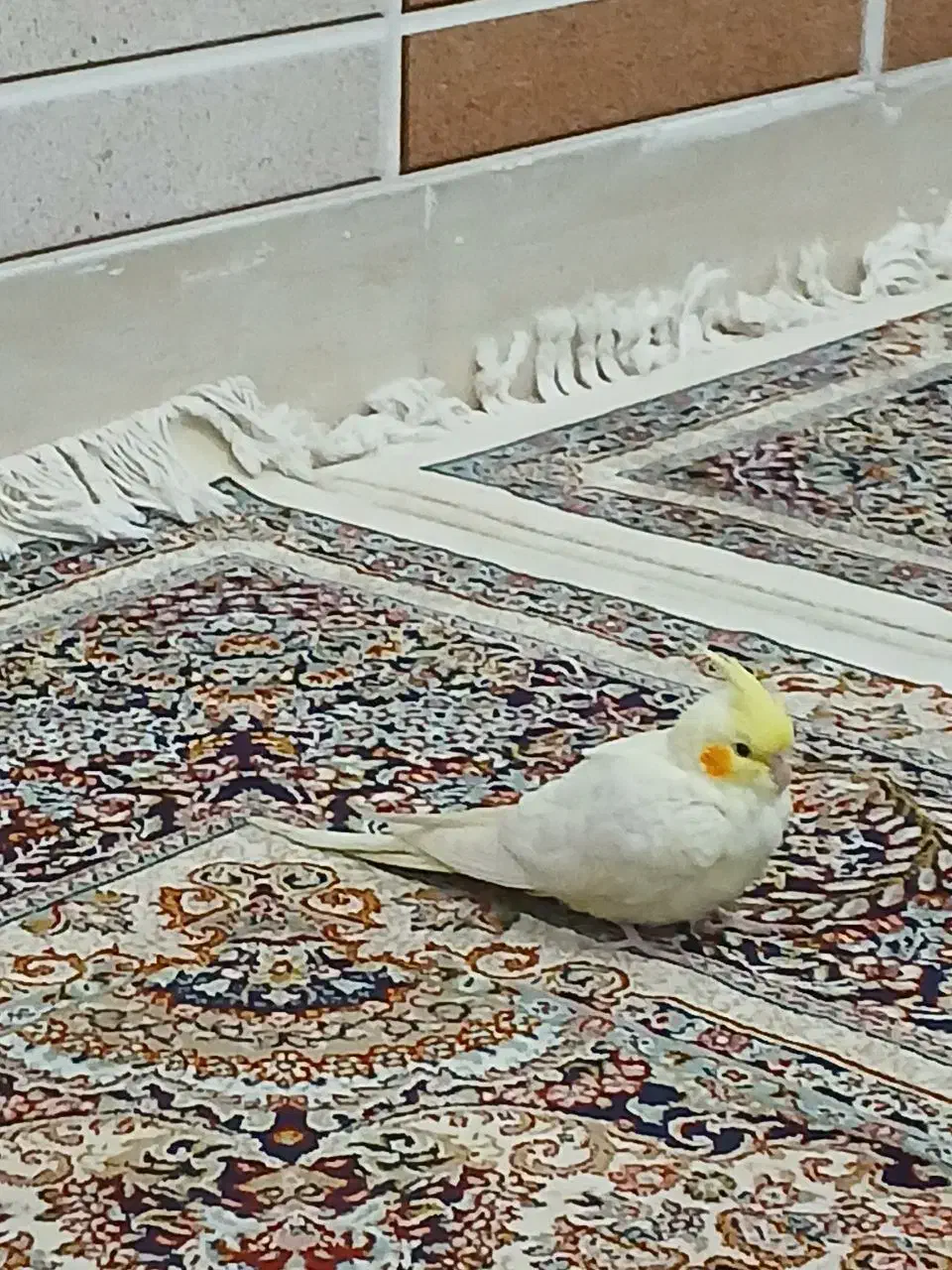 عروس هلندی|حیوانات|فردوس (خراسان), |دیوار