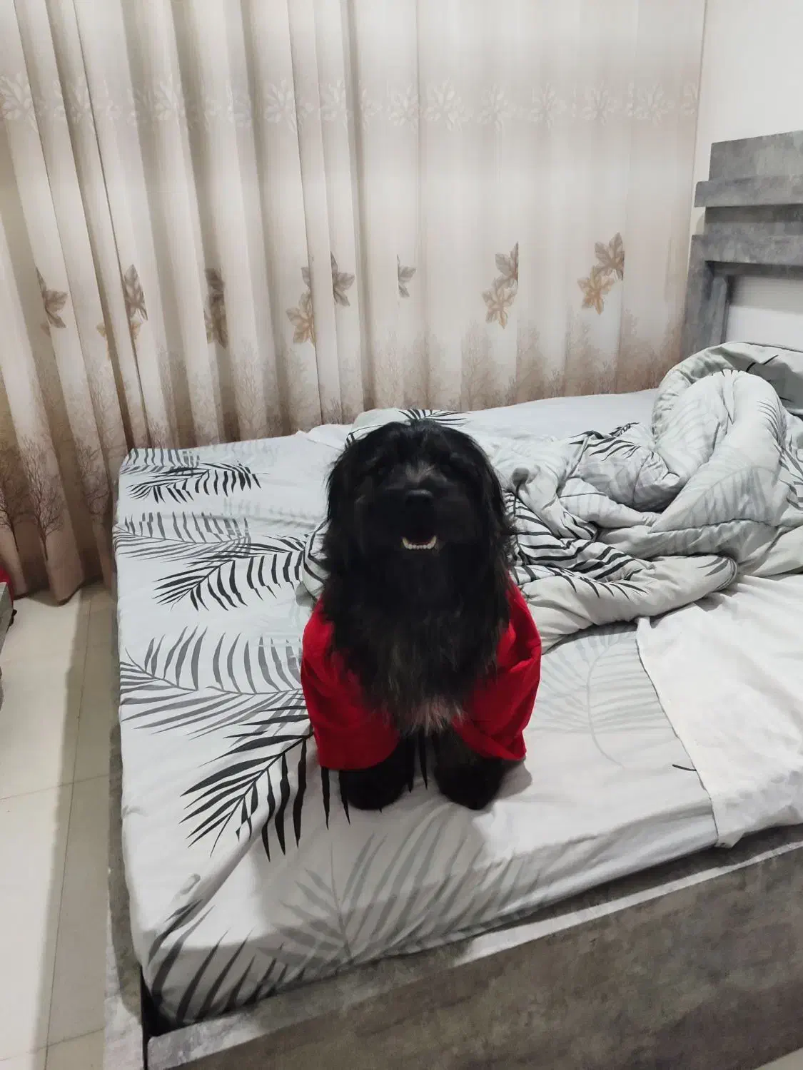 سگ پاکوتاه نر شیتزو ترییل|سگ|مشهد, وکیل‌آباد|دیوار